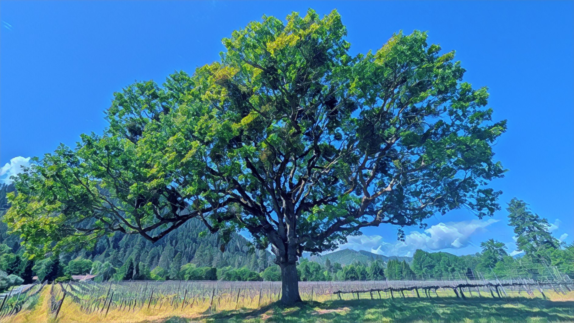 Oak tree at Steelhead Run Vineyard